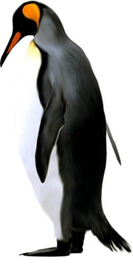 260x520 Penguin, Bird, Drawing, Transparent Png Image Clipart Free Download