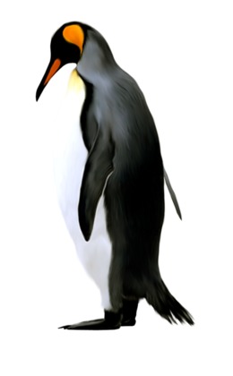 260x420 Penguin, Illustration, Bird, Transparent Png Image Clipart Free