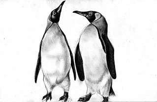 319x208 Penguins Drawing
