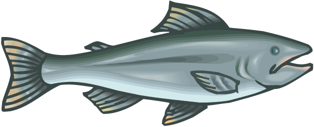 624x254 Collection Of Free Trout Drawing King Salmon Download On Ui Ex