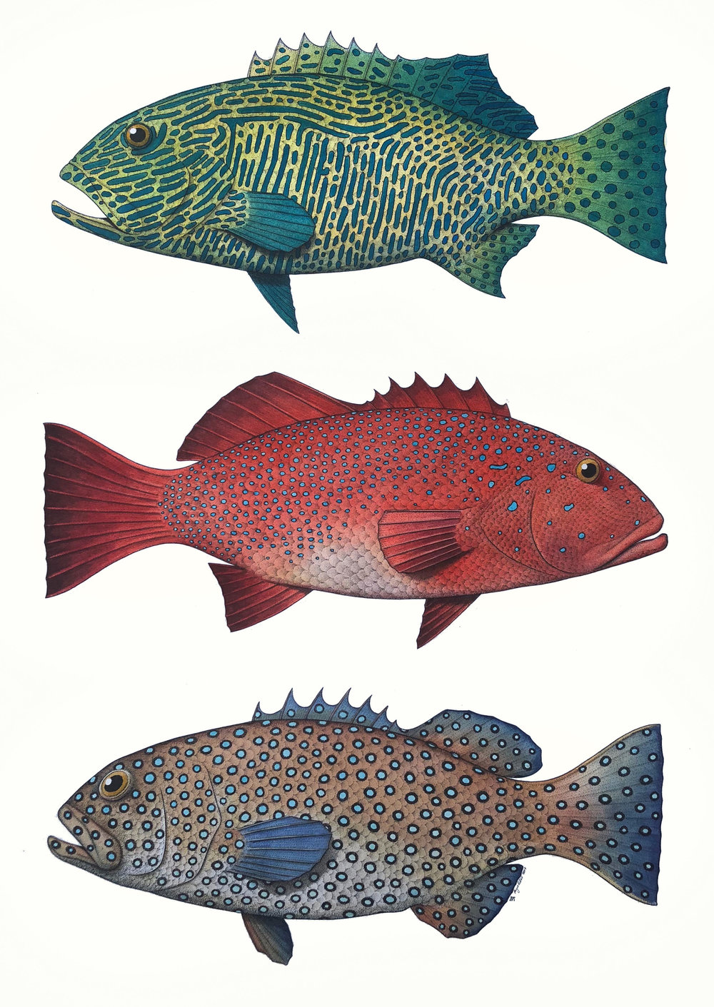 1000x1411 drawing angus fisher arts