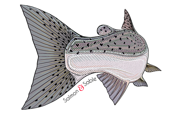 600x380 Salmon Decal