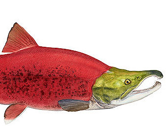 340x270 Salmon Painting Etsy