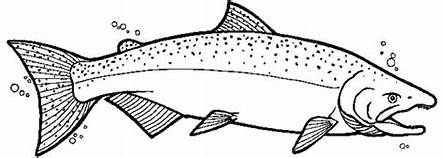 443x158 Salmon Coloring Pages