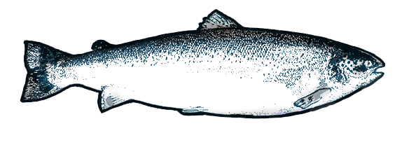 584x240 chang internation seafoods salmon