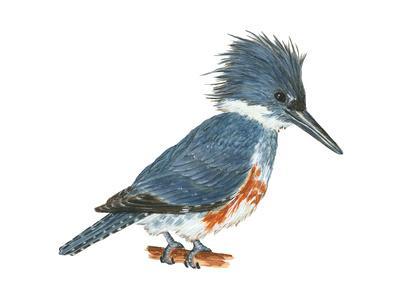 400x300 Kingfisher