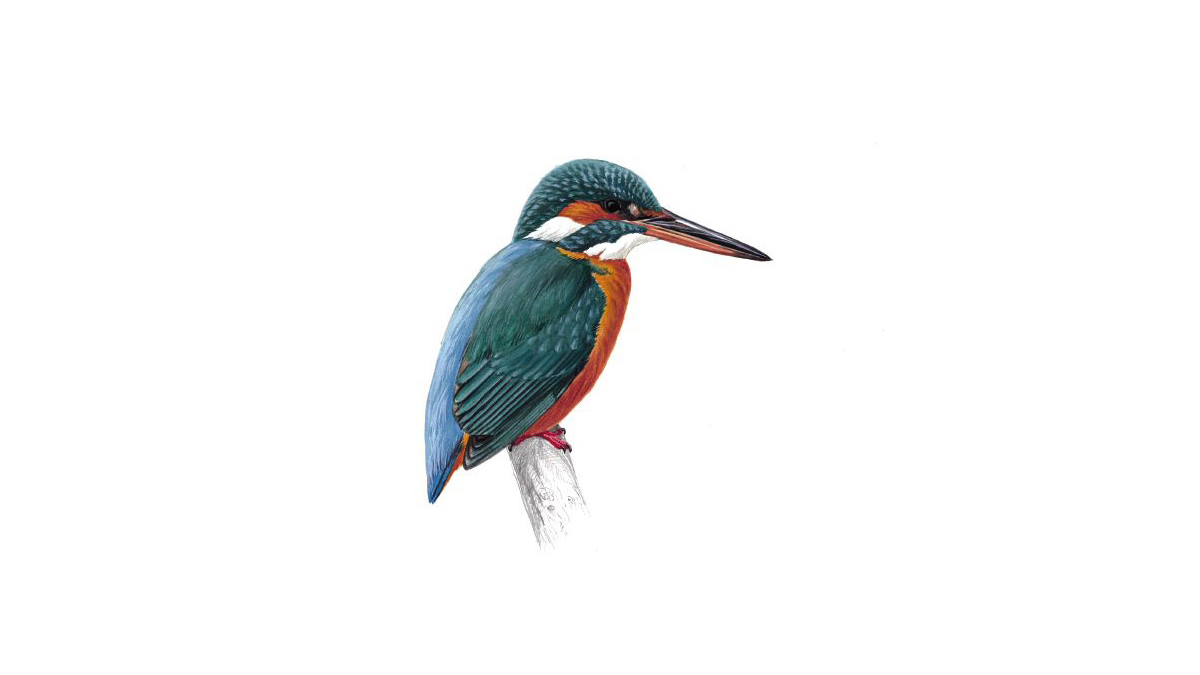 1200x675 Kingfisher Bird Facts Alcedo Atthis