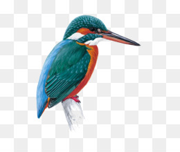 260x220 Kingfisher Png