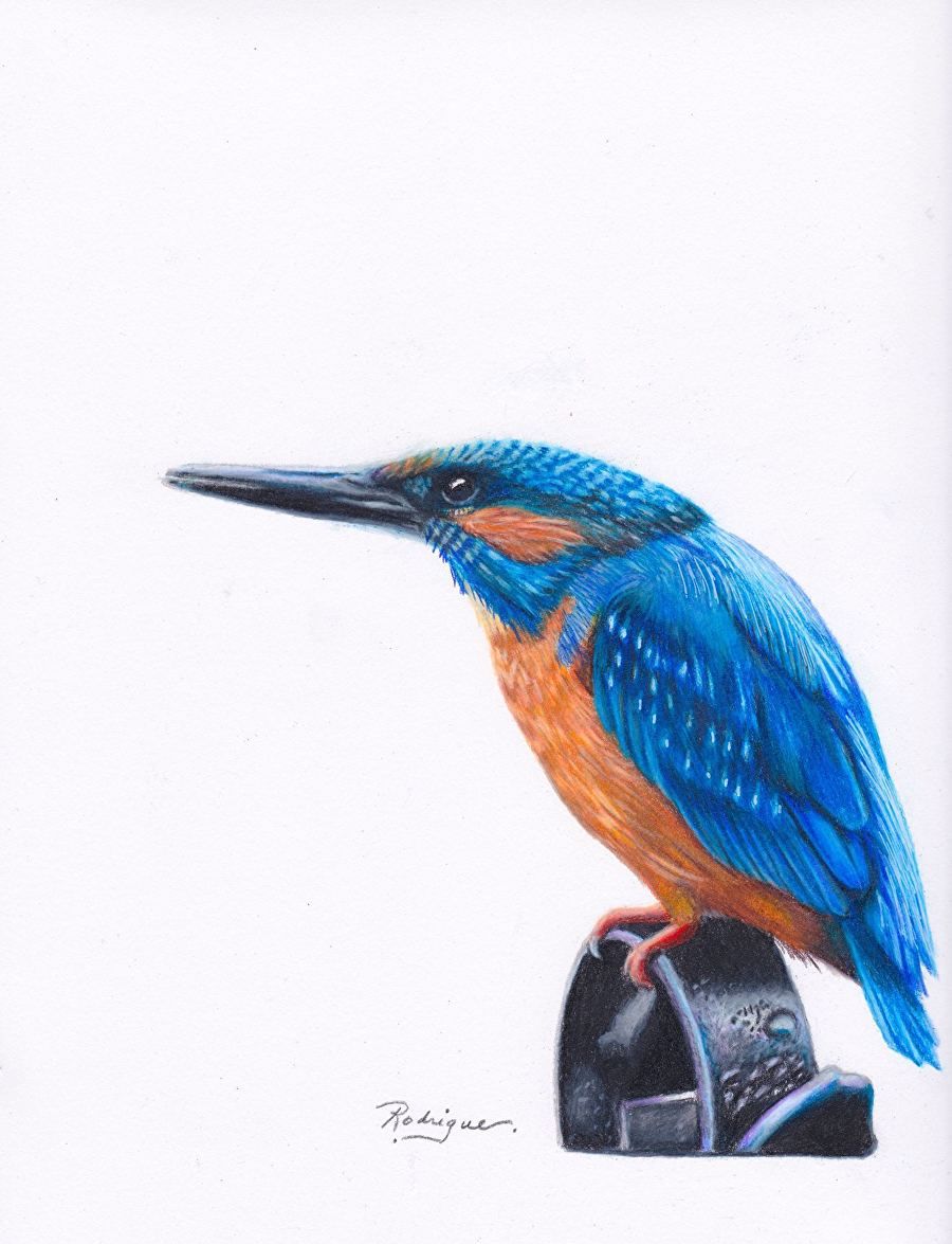 900x1175 Kingfisher
