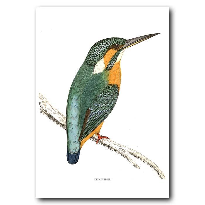 700x700 Kingfisher Fine Art Print