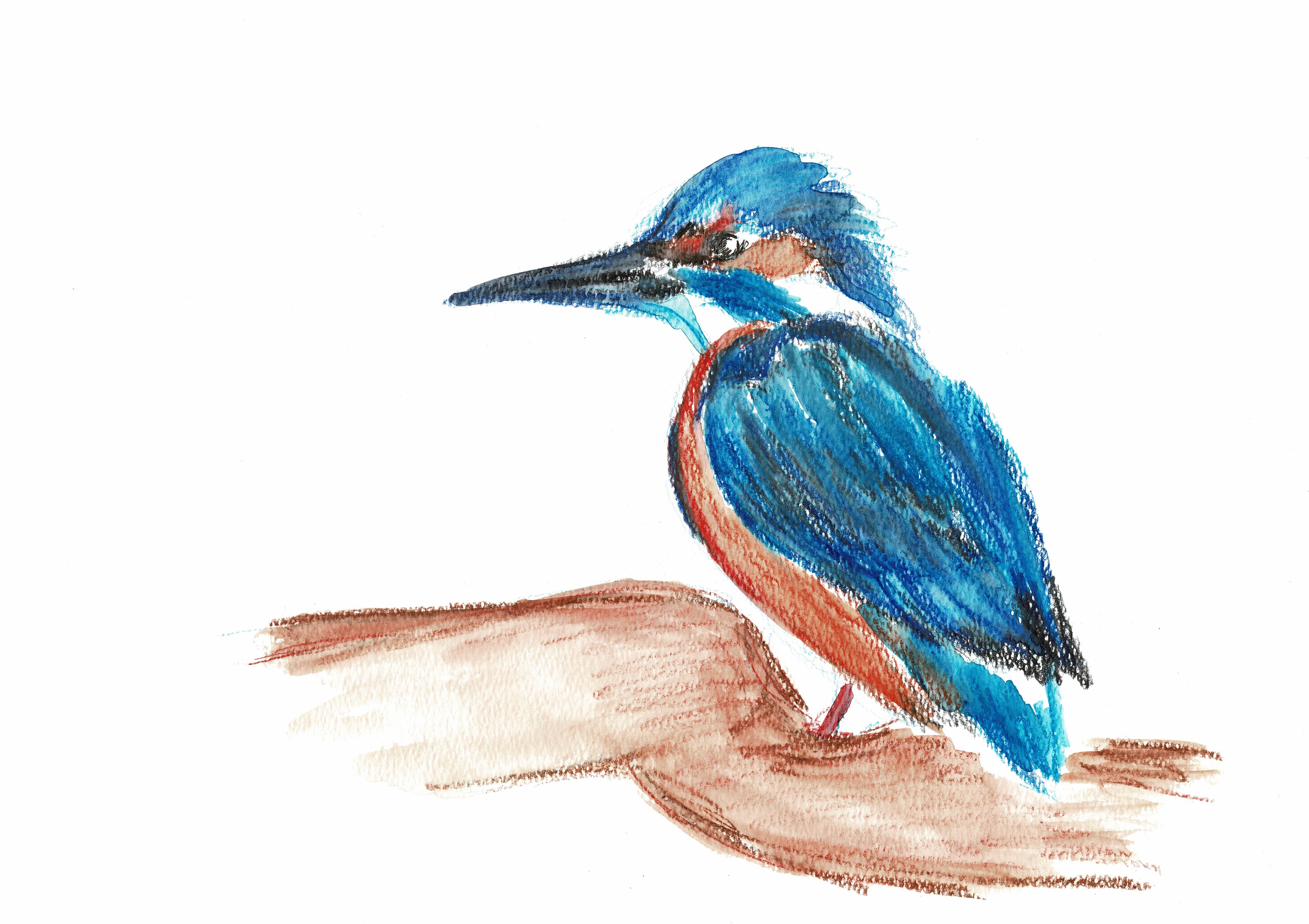 4937x3484 Nadia Barbu Kingfisher And Fox