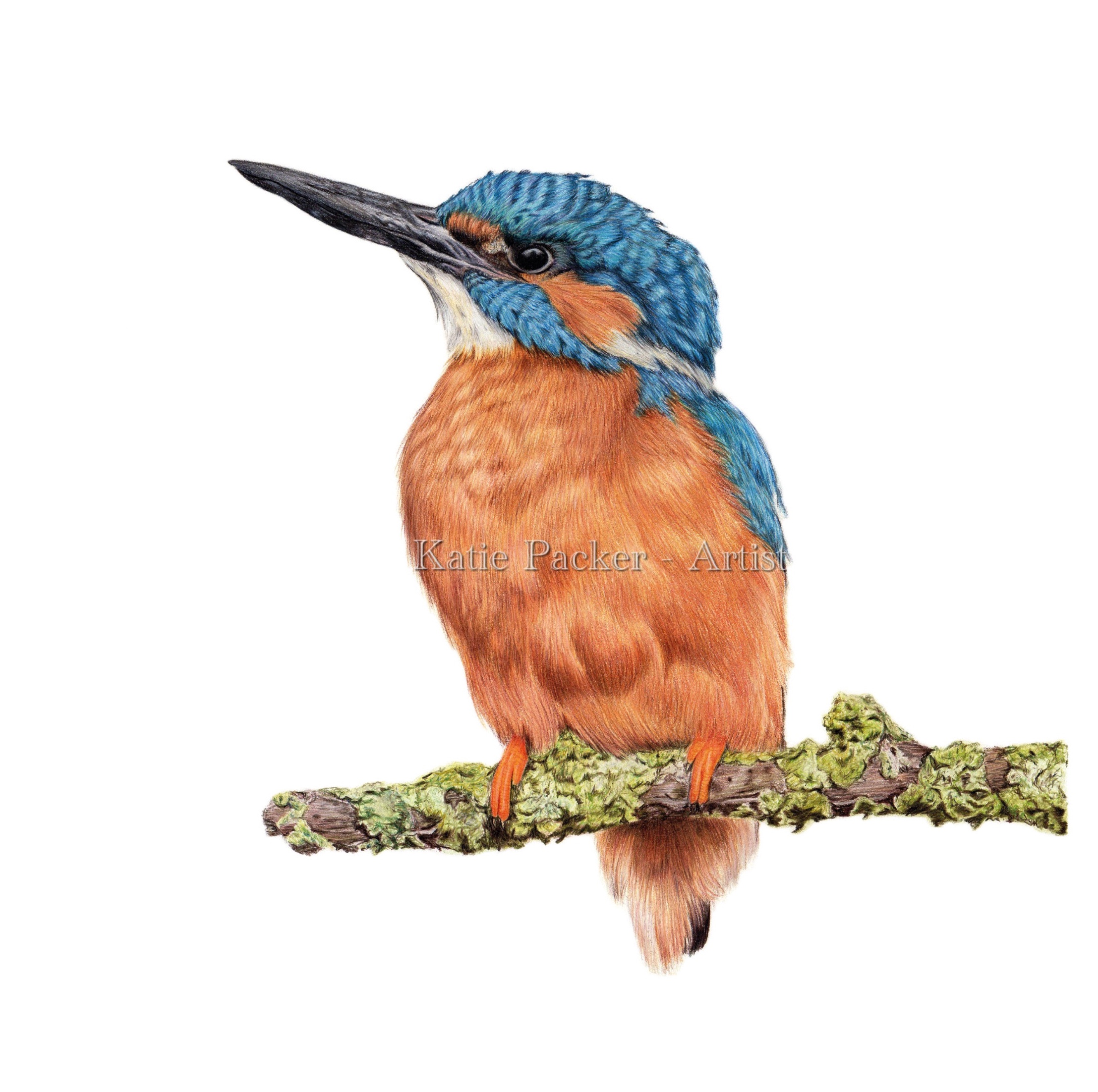 2215x2204 original 'patience', kingfisher drawing katie packer artist