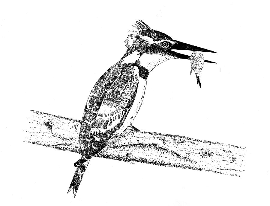 900x689 Pied Kingfisher Drawing