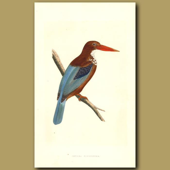 700x700 Smyrna Kingfisher Genuine Antique Print For Sale