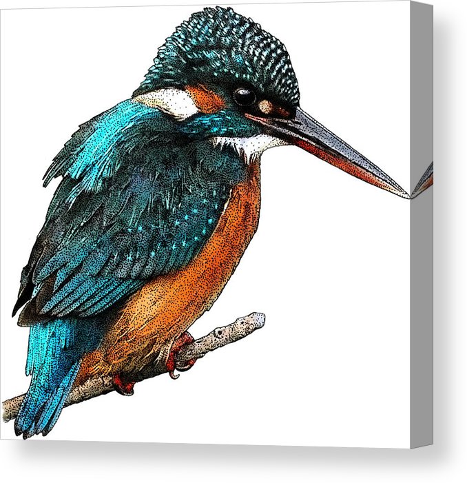 678x701 Common Kingfisher Canvas Print Canvas Art
