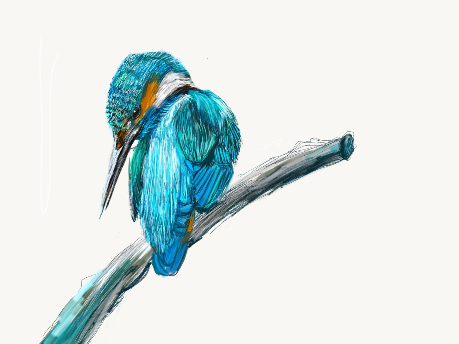 Kingfisher Bird Drawing Free Download On Clipartmag