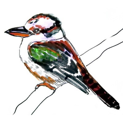 400x400 how to draw a kingfisher kookaburra