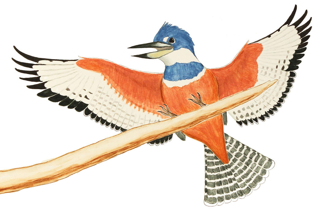 1080x692 kenn kaufman's notebook the ringed kingfisher has invaded texas