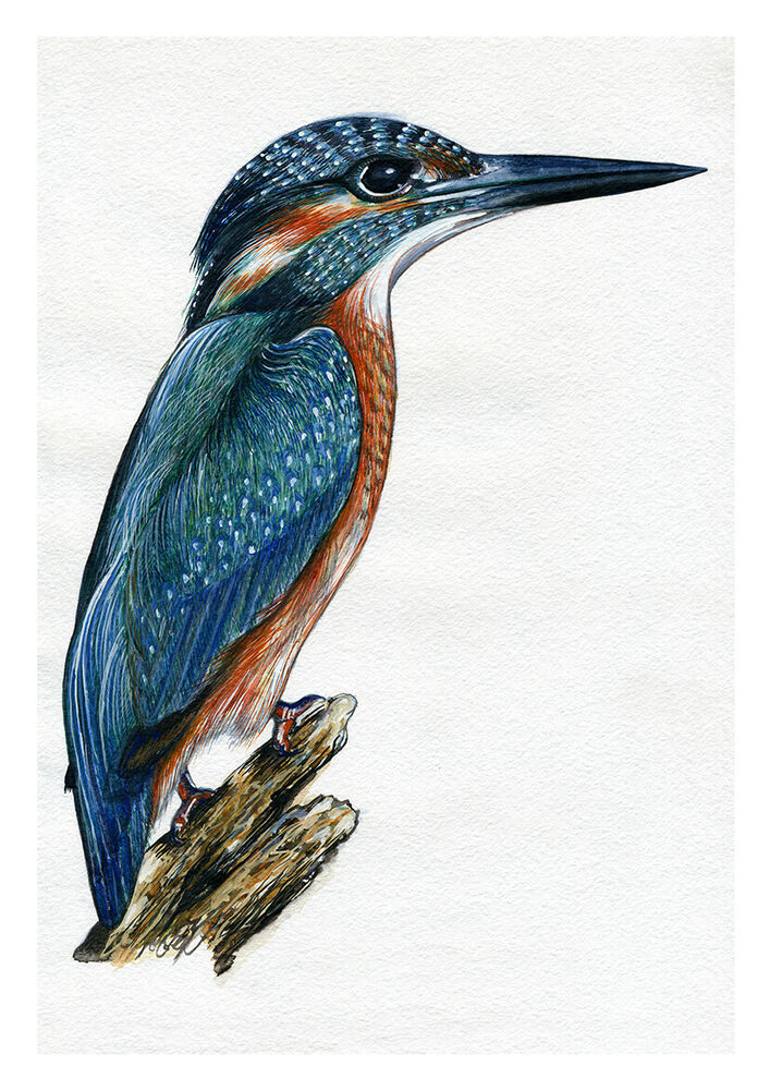 707x1000 Kingfisher, Print! Blue, Orange, Green, Print Of Original Watercolor