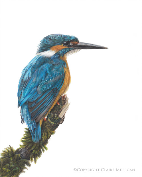498x622 Kingfisher 'little Blue' Limited Edition Print