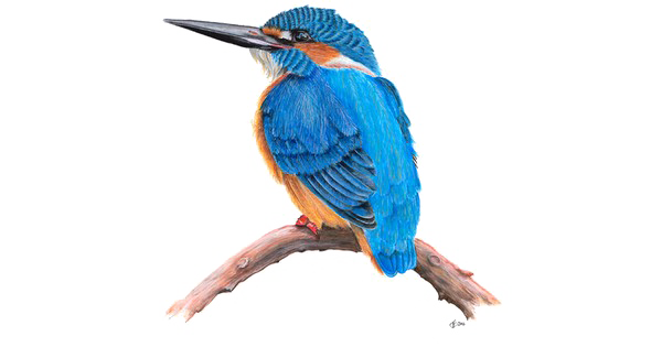600x315 Kingfisher Png Images Transparent Free Download