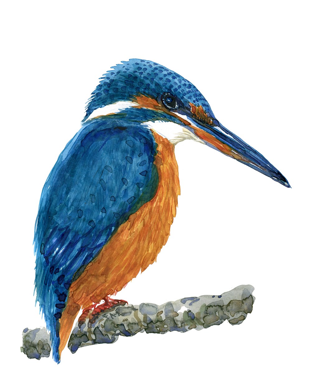 1000x1250 logbook feb kingfisher watercolor study frits ahlefeldt
