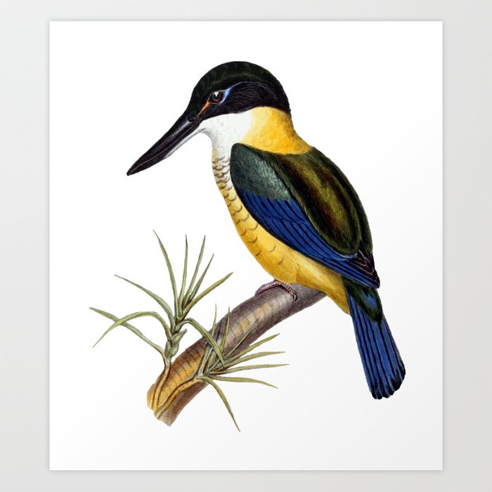 700x700 new zealand kingfisher art print