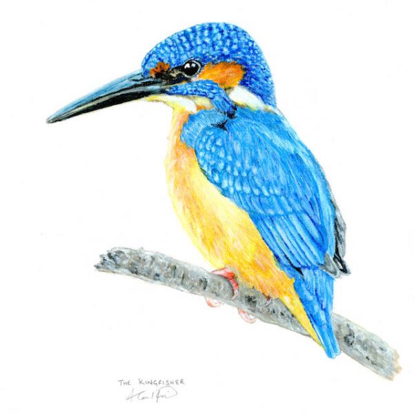 600x600 The Kingfisher