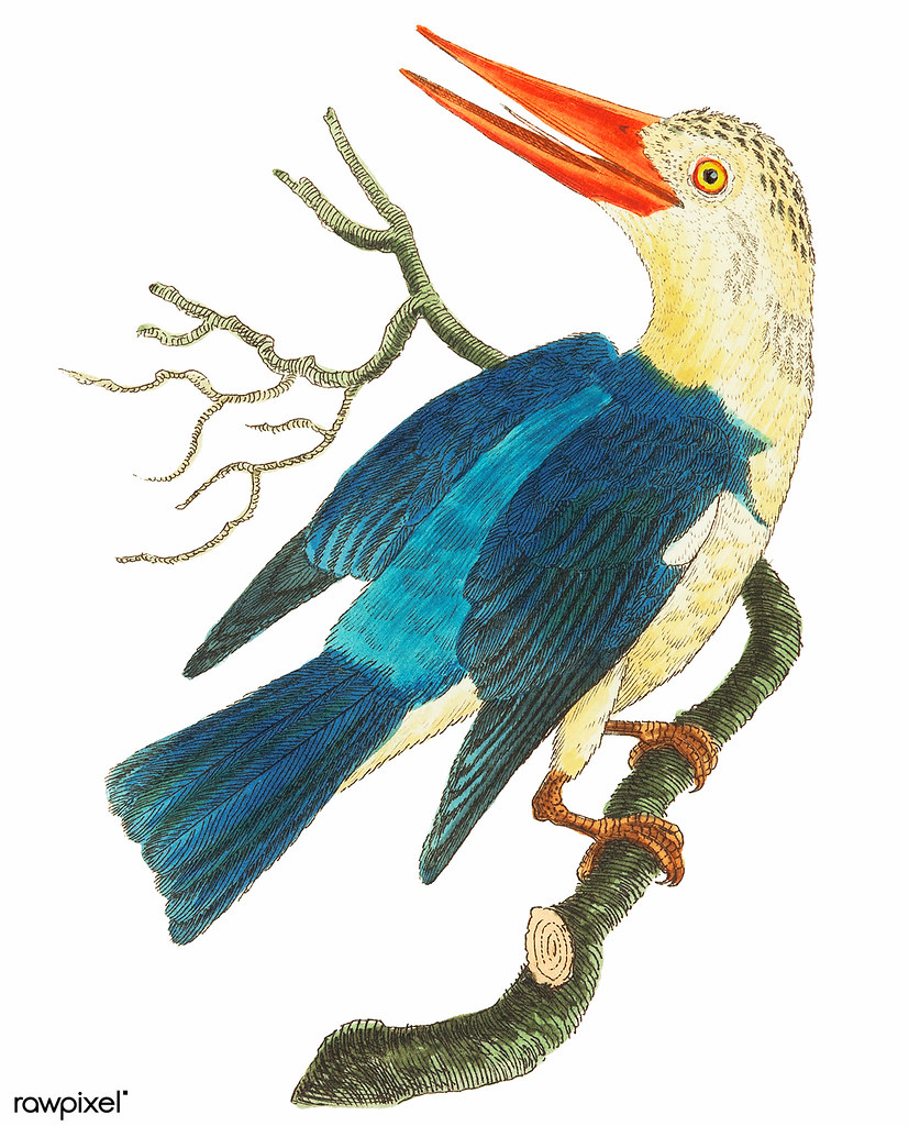 827x1024 The World's Most Recently Posted Photos Of Drawing And Kingfisher