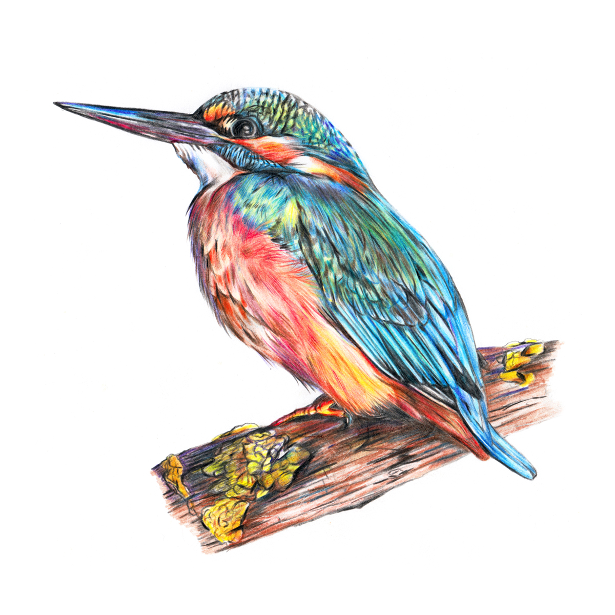 1200x1200 Kingfisher