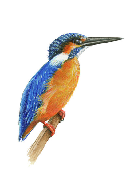 436x600 Common Kingfisher Painting