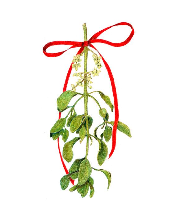 570x713 Colored Pencil Of Some Real Mistletoe I Bought