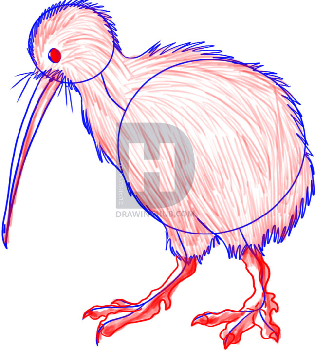 647x720 How To Draw A Kiwi, Step