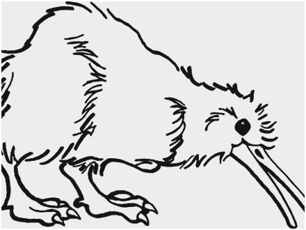 440x330 Kiwi Bird Coloring