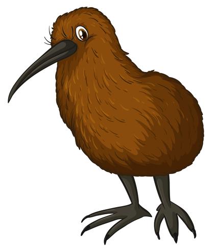 421x490 Kiwi Bird