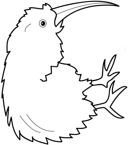 540x613 Printable Pictures Of The Kiwi Bird Jerusalem House
