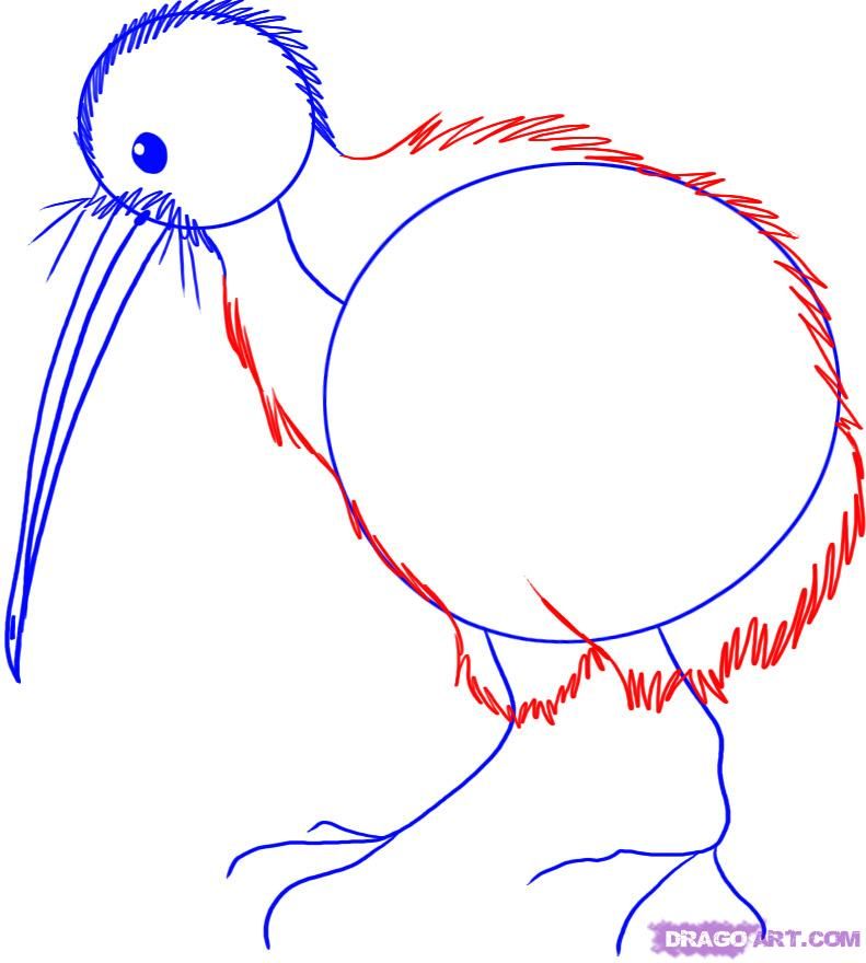 791x880 how to draw a kiwi bird step berd art in kiwi bird