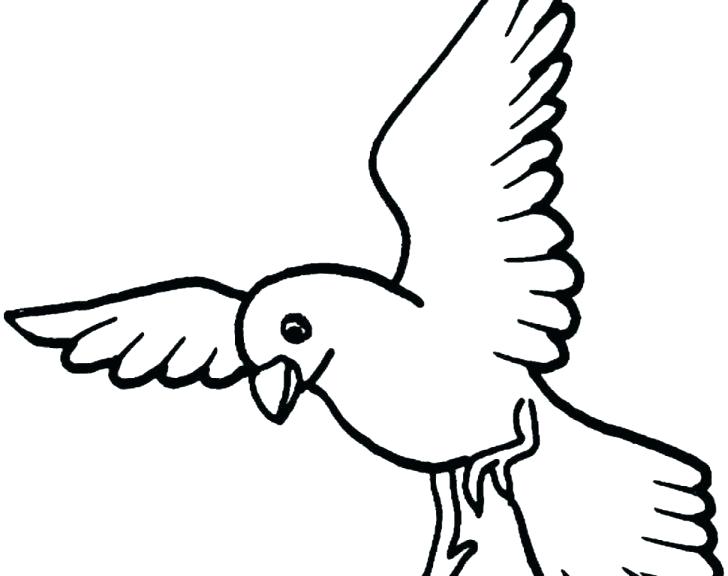 728x576 Kiwi Bird Coloring