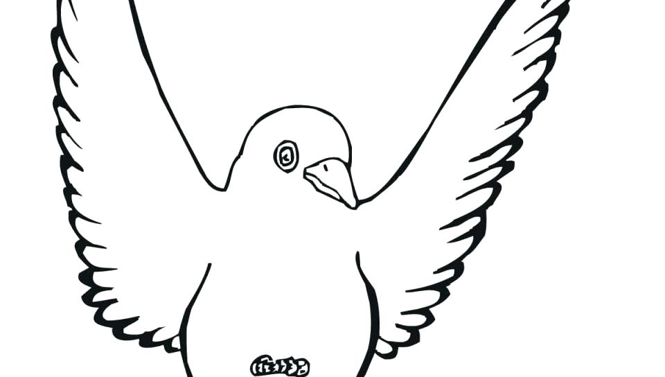 960x544 Kiwi Bird Coloring