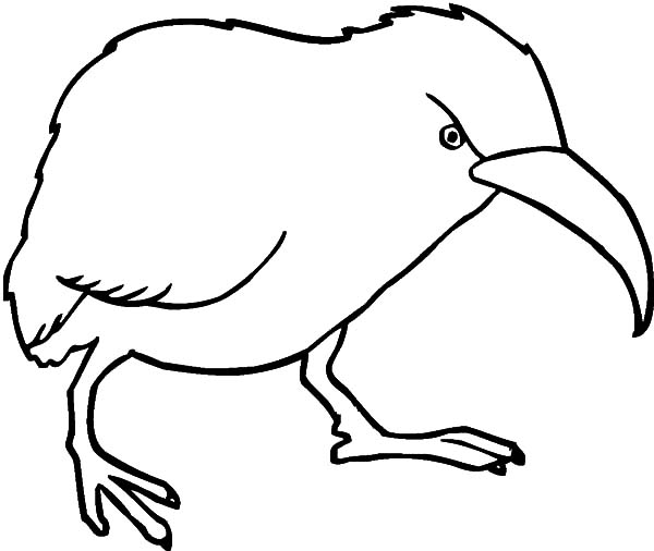600x506 Kiwi Drawing