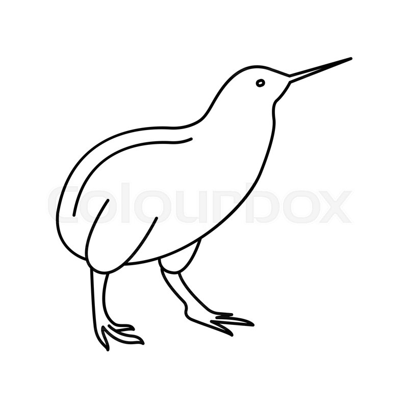 800x800 kiwi bird icon outline kiwi bird stock vector colourbox