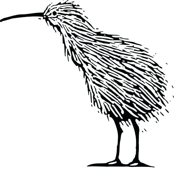 600x603 Kiwi Bird Coloring