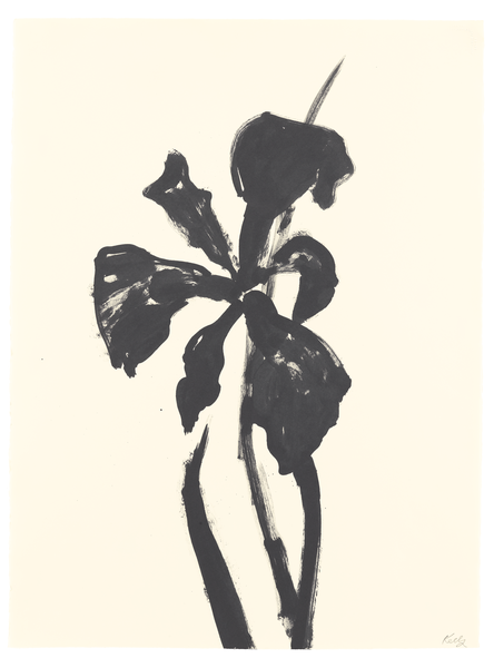 444x600 ellsworth kelly's plant drawings riot material