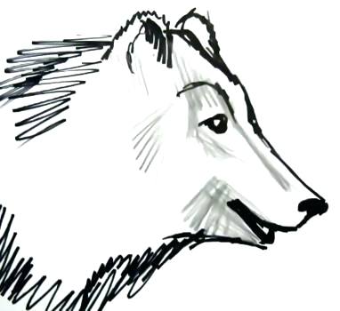 382x350 Draw Bear Bears Head Drawing Draw Koala Bear Step