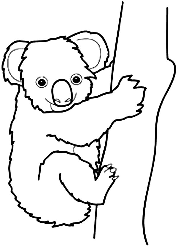 600x826 Koala In Australia Drawing