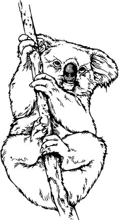236x434 Collection Of 'koala Line Drawing' Download More Than Images