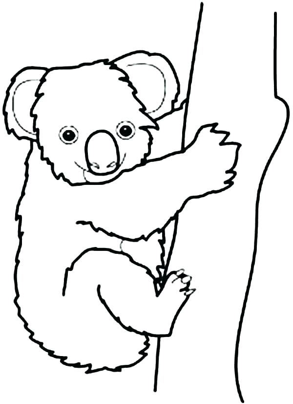 600x826 Koala Coloring