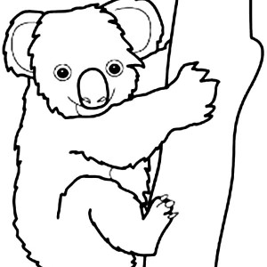 300x300 Baby Koala Bear Clipart Outline Collection