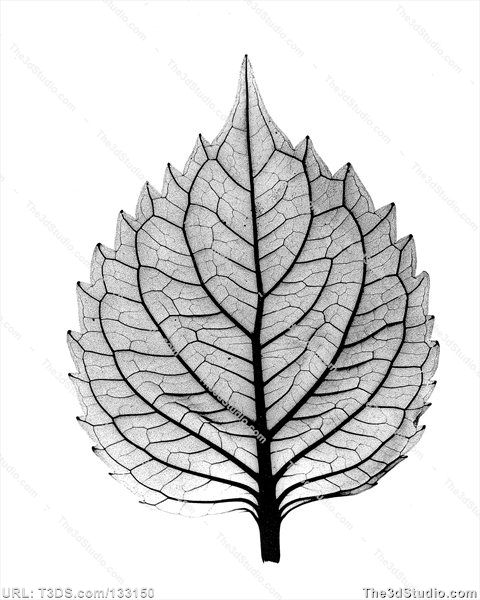 480x600 Positive Bw X Ray Of Leaf Of Coleus Plant Stock Photo Stock Image