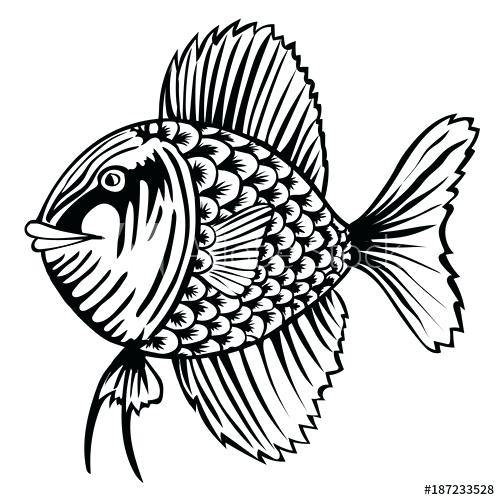500x500 Fish Outline Drawing Fish Outline Drawing Awesome Fish Drawing
